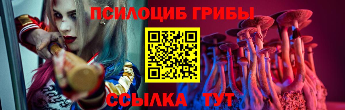 Галлюциногенные грибы Psilocybe Вятские Поляны